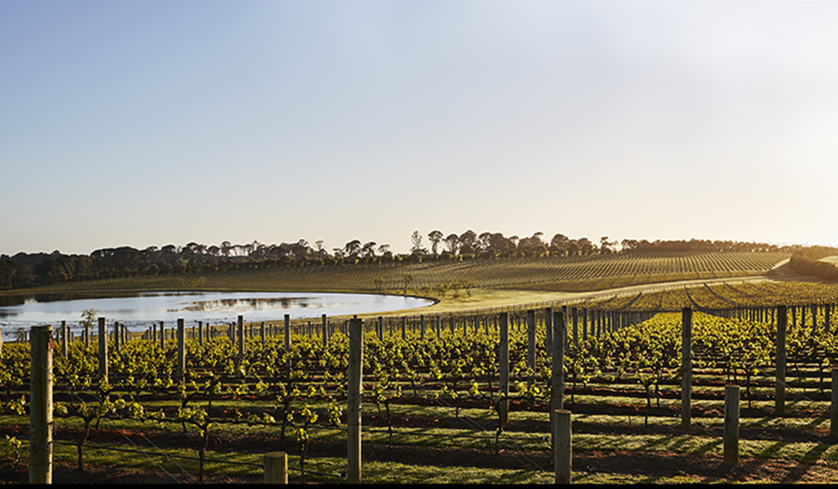 Vineyard at Pt Leo Estate